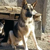 سگ نژاد دار فروشی