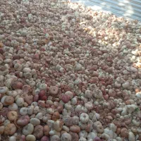 پیازسفیدوقرمزولایتی.