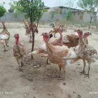 بوقلمون بوربون قرمز امریکایی