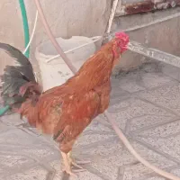 خروس دو رگه جوان