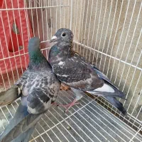 کفتر رنگه|پرنده|درمیان, |دیوار