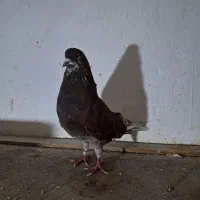 کبوترگرفته شده بصورت یکجا فروش