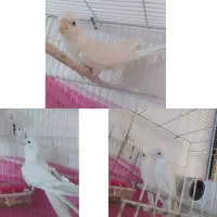 عروس هلندی ،نژاد آلبینو