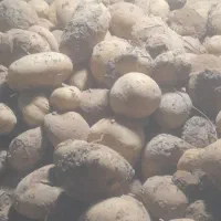 سیب زمینی آگریا کلاسB