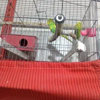 عروس و مرغ عشق|پرنده|صباشهر, |دیوار