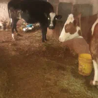 گاوه شیری|حیوانات مزرعه|هشترود, |دیوار