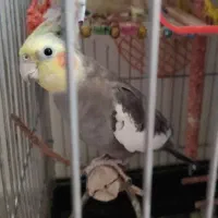 عروس هلندی نر سخنگو