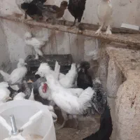 جوجه و مرغ و خروس سلطان|حیوانات مزرعه|قم, سراجه (۱۵ خرداد)|دیوار