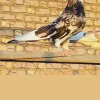 کبوتر پرشی غریب