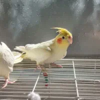 فروش یک جفت عروس هلندی نر و ماده