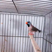 فنچ کرواتی آلبینو مولد و فنچ گلوبریده مولد به شرط|پرنده|تهران, سبلان (لشگر)|دیوار