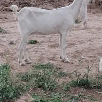 بز گلابی یا پاکستانی|حیوانات مزرعه|تهران, افسریه شمالی|دیوار