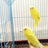 مرغ عشق رنگ خواص