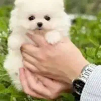 سگ پامر