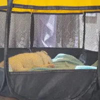 سگ پامر اشپیتز