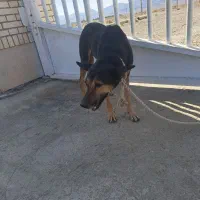 سگ ماده ژرمن