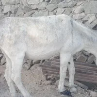 فروش الاغ نر گله ای