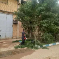 باغبانی هرسکاری بریدن درختان ونخل چمن زدن بالابر|خدمات باغبانی و درختکاری|اهواز, پادادشهر|دیوار