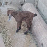 بزغاله چرایی