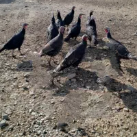 هشت تا بوقلمون ماده