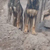 سگ سرابی|سگ|قیامدشت - خاورشهر, |دیوار