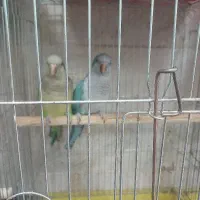 فروش راهب تازه دونخور ملنگو کله الویی  ملنگو سخنگو