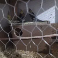 یک جفت عروس هلندی کار  با 6تا جوجه