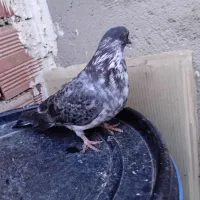 کبوتر|پرنده|اردبیل, |دیوار