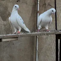 کفتر|پرنده|تهران, دولاب|دیوار