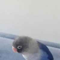 طوطی کوتوله زیبا|پرنده|بندرعباس, |دیوار