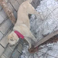 سرابی اصیل قدیم|سگ|مشگین شهر, |دیوار