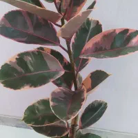 گل‌های آپارتمانی با دوام قیمت مناسب