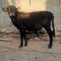 فروش دو عدد گوساله نر|حیوانات مزرعه|روانسر, |دیوار