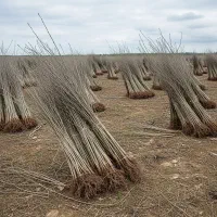 نهال صنوبر و پربازده انتخاب برای سرمایهگذاری|گل و گیاه طبیعی|اقلید, |دیوار