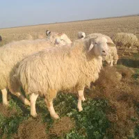 فروش یک راس قوج دامازدخ