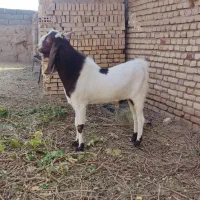 نربز فروشی|حیوانات مزرعه|ششطراز, |دیوار