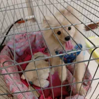 سگ پامرانین