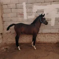 اسب|اسب و تجهیزات اسبسواری|حبیب آباد, |دیوار