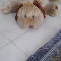 عروسک درحدنو|اسباب‌بازی بچه|رشت, حمیدیان|دیوار