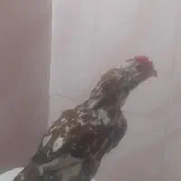 خروس گلین صحیح وسالم|حیوانات مزرعه|تهران, کیانشهر|دیوار