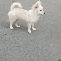 پامرین پدر مادر پامر ۵ماهه