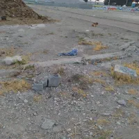 کود حیوانی گوسفند کهنه|خدمات باغبانی و درختکاری|رباط‌کریم, رباط‌کریم|دیوار