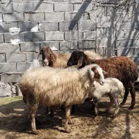 گوسفند فروشی