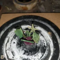 آموزش ریخته گری طلا و نقره|خدمات آموزشی|کرمانشاه, |دیوار