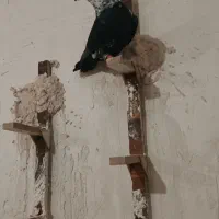 بزک کله سفید و قره تافتی و ماده میلمونز