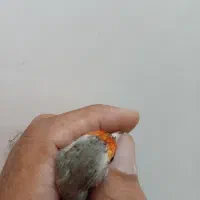 سهره دورگ کرمونی|پرنده|شیراز, گویم|دیوار