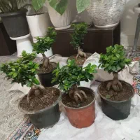 گلمون رسید|گل و گیاه طبیعی|بندر ماهشهر, |دیوار