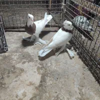 کبوتر طوقی عروسک|پرنده|زاهدان, |دیوار