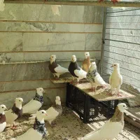 طوقی کلکسیونی ۱۴عدد