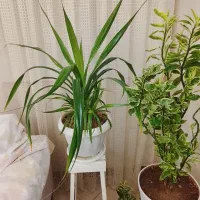 گل پاندانوس